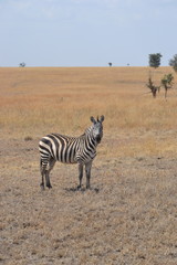 Fototapeta na wymiar Zèbre du Serengeti