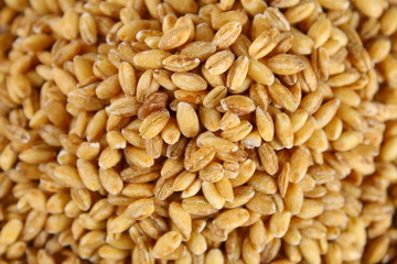 Dry pearl barley close-up, grain grain texture.