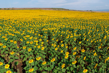 he top view of the blossoming field of sunflowers