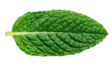 Fresh mint leaf isolated on white background,  macro