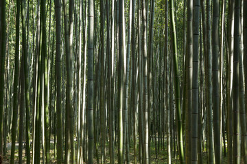 Fototapeta na wymiar Bamboo forest at Kyoto, Japan
