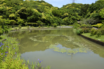 新緑の遊水公園