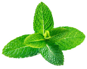 Fresh raw mint leaves isolated on white background, close up.