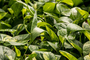 Epipremnum aureum flower green droplet background