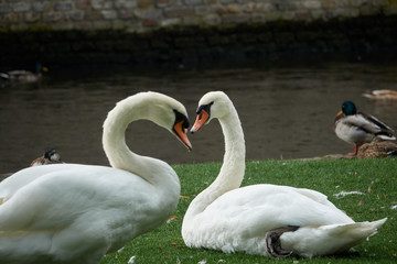 A pair of white swans close up form a heart shape