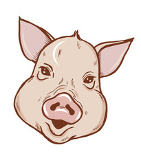 Piglet portrait, pig head sketch, vector illustration