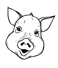 Piglet portrait, pig head sketch, vector illustration