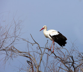 cigogne au repos