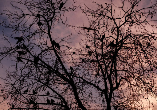 Birds on Branches at Sunset © Onur Cem