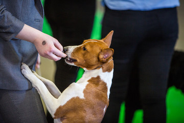 Basenji