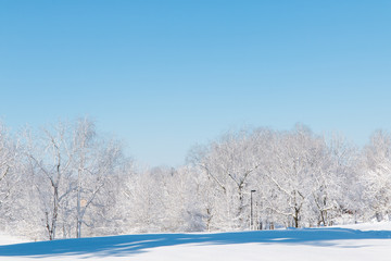 Winter natural landscape, the white trees after snowfall.