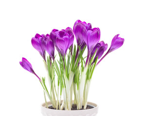 Crocuses isolated on white background. 