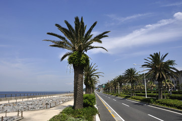 海岸道路と高潮堤