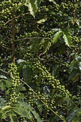 Fototapeta na wymiar Coffee plant filled with green fruits