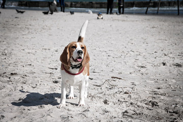 Dog beagle breeds having fun on the sand of the seashore.