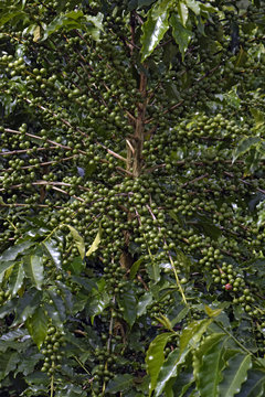 Coffee plant filled with green fruits