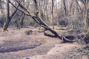 Obraz premium forêt, rennes