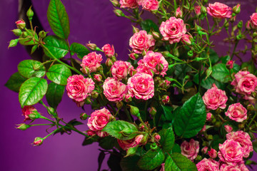 bouquet of small roses on violet background