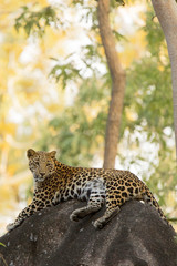 Leopard Seating on Rock in Habitat