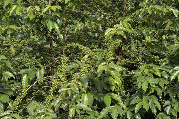 Coffee plant filled with green fruits