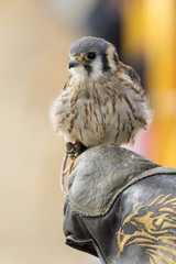 American kestrel in the falconer's fist