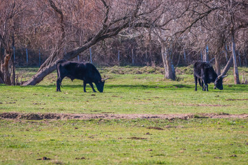 Fototapeta na wymiar Les taureaux noirs de Camargue