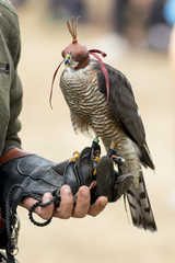 Sparrowhawk, Accipiter nisus in the fist of the falconer