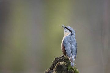 Kowalik © arek0michalak