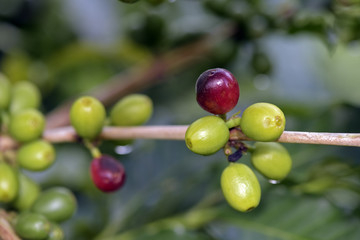 Coffee plant filled with green fruits