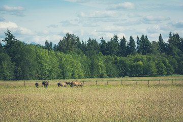 Hourse on an open farm