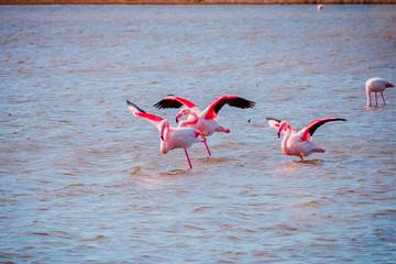 Les Flamants roses de l'étang de Vaccarès en Camargue