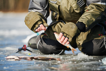 winter fishing on ice. Roach fish catch in fisherman or angler hands