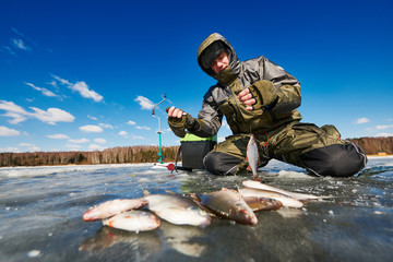 Fototapeta premium winter fishing on ice. Roach fish catch in fisherman or angler hands