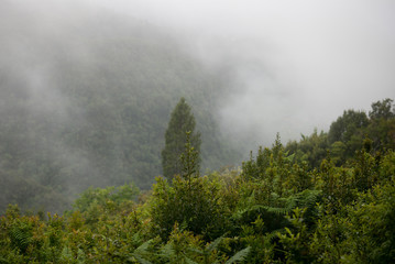 Nature in  Madeira