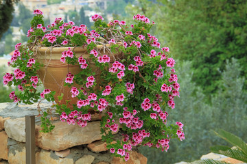 Fototapeta premium Large Mediterranean Geranium potted