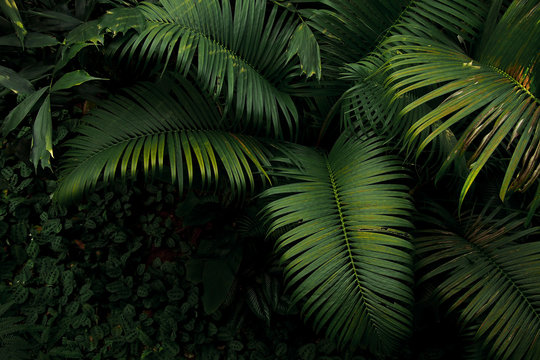Top view of palm tree and tropical rainforest foliage plant leaves growing in wild, green nature dark background.