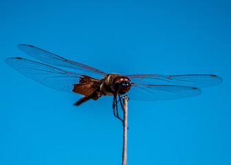 Dragonfly 01