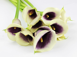 Creme-lila Calla Blumenstrauss
