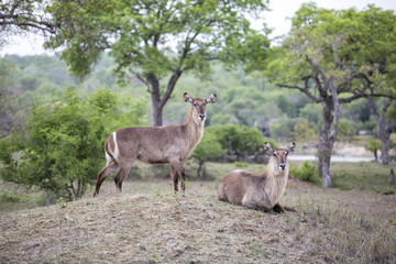 Naklejka na ściany i meble Two female waterbuck's in Sabi Sands Private Game Reserve, part of the Greater Kruger Region, in South Africa