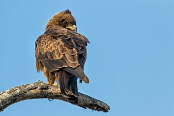 Wahlberg's eagle in Sabi Sands Private Game Reserve, part of the Greater Kruger Region, in South Africa