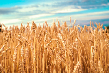 gold ears of wheat against the blue sky and clouds