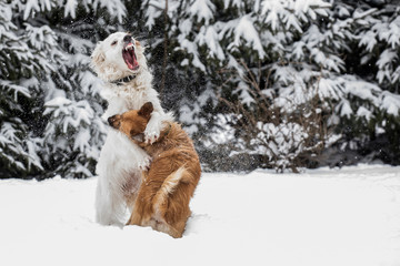 Two dogs fighting, Two dogs playing  in winter
