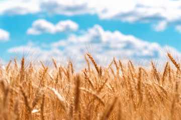 gold ears of wheat against the blue sky and clouds