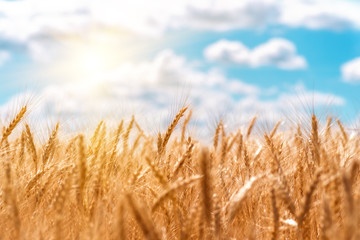 gold ears of wheat against the blue sky and clouds