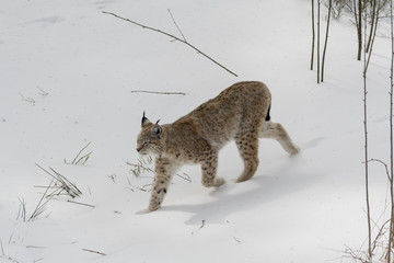 Luchs Lauf