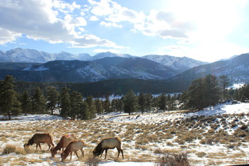 Naklejka premium Rocky Mountain National Park, Grazing Elk