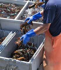 Live Maine lobsters transported on organized on a boat
