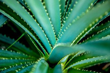 Green Aloe vera leaves, beautiful textured background