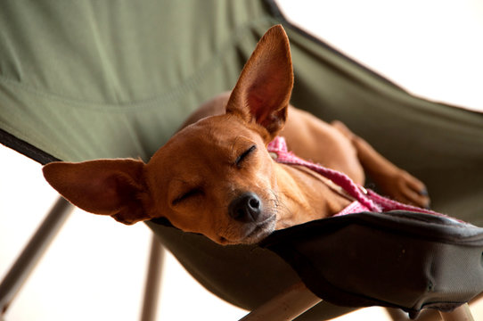 lazy dog