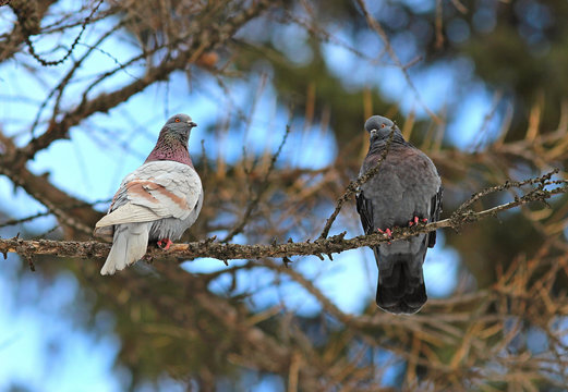 pigeons rest in the thickets of the forest